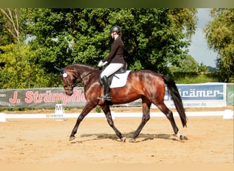 Hannoveraner, Stute, 8 Jahre, 170 cm, Brauner