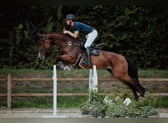 Hannoveraner, Stute, 8 Jahre, 170 cm, Brauner