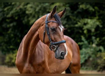 Hannoveraner, Stute, 8 Jahre, 170 cm, Brauner