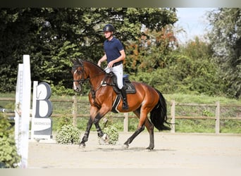 Hannoveraner, Stute, 8 Jahre, 170 cm, Brauner