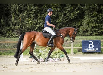 Hannoveraner, Stute, 8 Jahre, 170 cm, Brauner