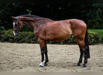 Hannoveraner, Stute, 8 Jahre, 170 cm, Brauner