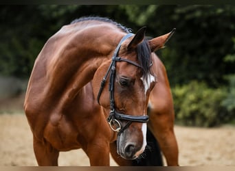 Hannoveraner, Stute, 8 Jahre, 170 cm, Brauner