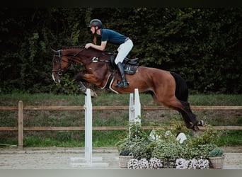 Hannoveraner, Stute, 8 Jahre, 170 cm, Brauner