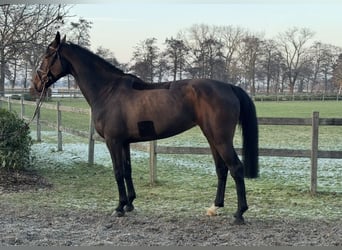 Hannoveraner, Stute, 8 Jahre, 170 cm, Dunkelbrauner