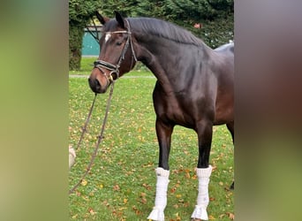 Hannoveraner, Stute, 8 Jahre, 170 cm, Dunkelbrauner
