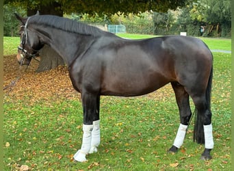 Hannoveraner, Stute, 8 Jahre, 170 cm, Dunkelbrauner