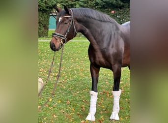 Hannoveraner, Stute, 8 Jahre, 170 cm, Dunkelbrauner