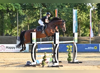Hannoveraner, Stute, 8 Jahre, 170 cm