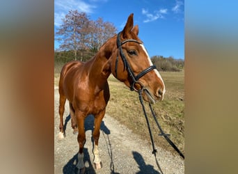 Hannoveraner, Stute, 8 Jahre, 170 cm, Fuchs
