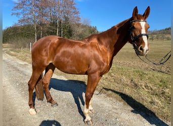 Hannoveraner, Stute, 8 Jahre, 170 cm, Fuchs