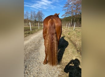Hannoveraner, Stute, 8 Jahre, 170 cm, Fuchs