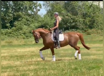 Hannoveraner, Stute, 8 Jahre, 170 cm, Fuchs