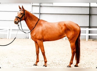 Hannoveraner, Stute, 8 Jahre, 170 cm, Fuchs