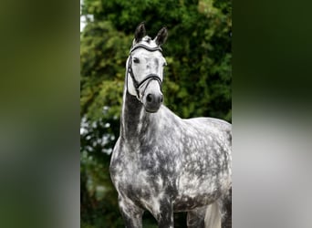 Hannoveraner, Stute, 8 Jahre, 170 cm, Schimmel