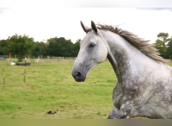 Hannoveraner, Stute, 8 Jahre, 170 cm, Schimmel
