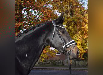 Hannoveraner, Stute, 8 Jahre, 170 cm, Schwarzbrauner