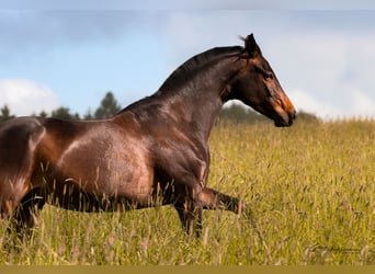 Hannoveraner, Stute, 8 Jahre, 170 cm, Schwarzbrauner