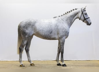 Hannoveraner, Stute, 8 Jahre, 170 cm