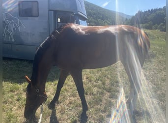 Hannoveraner, Stute, 8 Jahre, 171 cm, Brauner