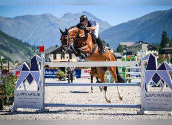 Hannoveraner, Stute, 8 Jahre, 171 cm, Brauner