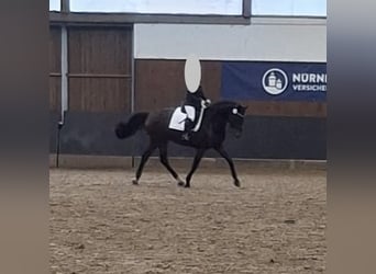 Hannoveraner, Stute, 8 Jahre, 171 cm, Dunkelbrauner