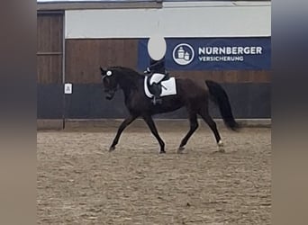 Hannoveraner, Stute, 8 Jahre, 171 cm, Dunkelbrauner