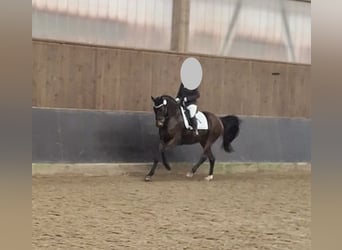 Hannoveraner, Stute, 8 Jahre, 171 cm, Dunkelbrauner