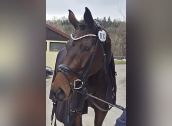 Hannoveraner, Stute, 8 Jahre, 171 cm, Dunkelbrauner