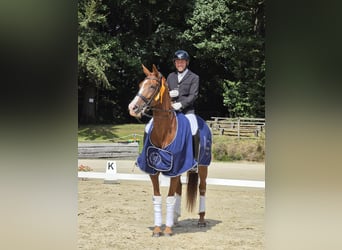 Hannoveraner, Stute, 8 Jahre, 171 cm, Fuchs
