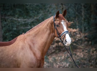 Hannoveraner, Stute, 8 Jahre, 171 cm, Fuchs