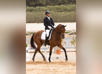 Hannoveraner, Stute, 8 Jahre, 172 cm, Hellbrauner