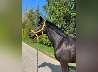 Hannoveraner, Stute, 8 Jahre, 172 cm, Rappe