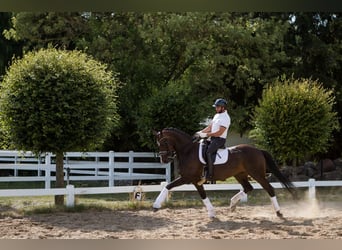 Hannoveraner, Stute, 8 Jahre, 172 cm, Schwarzbrauner