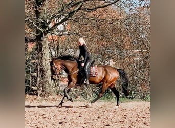 Hannoveraner, Stute, 8 Jahre, 173 cm, Brauner