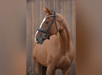 Hannoveraner, Stute, 8 Jahre, 173 cm, Fuchs