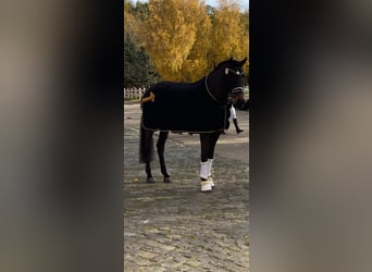 Hannoveraner, Stute, 8 Jahre, 174 cm, Brauner