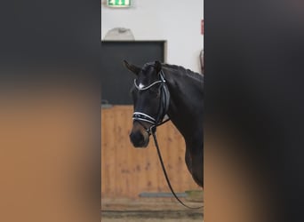 Hannoveraner, Stute, 8 Jahre, 174 cm, Brauner