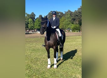 Hannoveraner, Stute, 8 Jahre, 174 cm, Rappe