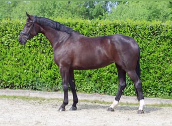 Hannoveraner, Stute, 8 Jahre, 174 cm, Rappe