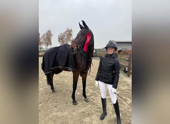 Hannoveraner, Stute, 8 Jahre, 175 cm, Brauner