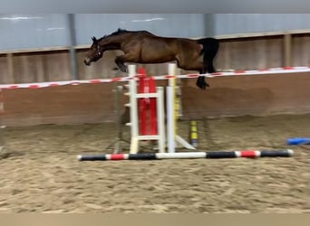 Hannoveraner, Stute, 8 Jahre, 175 cm, Brauner