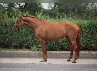 Hannoveraner, Stute, 8 Jahre, 175 cm, Fuchs