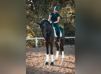 Hannoveraner, Stute, 8 Jahre, 175 cm, Rappe