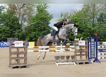 Hannoveraner, Stute, 8 Jahre, 175 cm, Schimmel