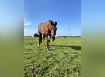 Hannoveraner, Stute, 8 Jahre, 176 cm, Dunkelfuchs