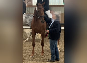 Hannoveraner, Stute, 8 Jahre, 176 cm, Dunkelfuchs