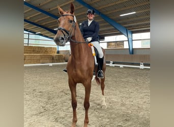 Hannoveraner, Stute, 8 Jahre, 176 cm, Dunkelfuchs