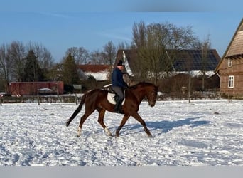 Hannoveraner, Stute, 8 Jahre, 176 cm, Dunkelfuchs