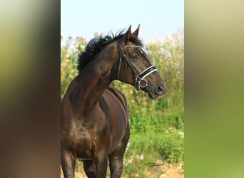 Hannoveraner, Stute, 8 Jahre, 176 cm, Rappe